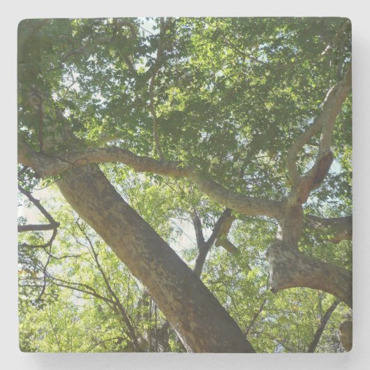 Sycamore Tree Green Nature Steinuntersetzer (Vorderseite)