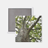 Sycamore Tree Magnet (Vorderseite/Rückseite)