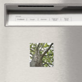 Sycamore Tree Magnet (In Situ (Geschirrspüler))