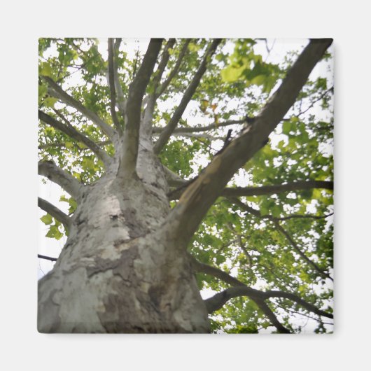 Sycamore Tree Magnet (Vorne)