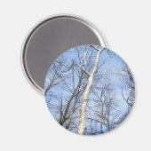 Sycamore Tree Magnet (Vorderseite/Rückseite)