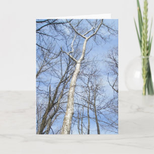 Sycamore Tree Note Card Feiertagskarte