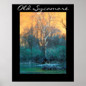 Sycamore Tree, Old Sycamore Poster (Vorne)