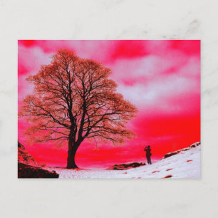 Sycamore Tree Postcard Postkarte