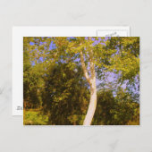 Sycamore Tree Postkarte (Vorne/Hinten)