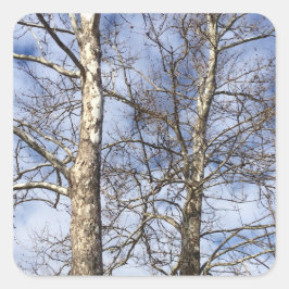 Sycamore Trees in einem Winterhimmel — Quadratischer Aufkleber