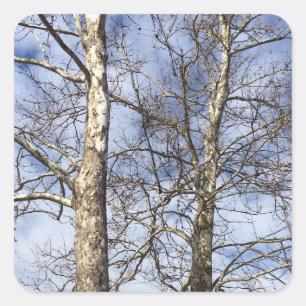 Sycamore Trees in einem Winterhimmel — Quadratischer Aufkleber