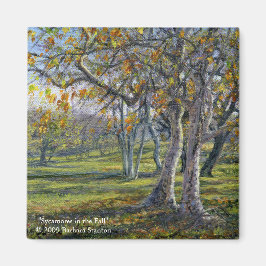 Sycamores im Fall Magnet