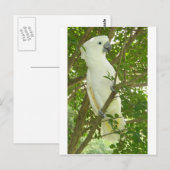 Sydney Cockatoo Postkarte (Vorne/Hinten)