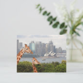 Sydney Giraffe Postcard Postkarte (Stehend Vorderseite)