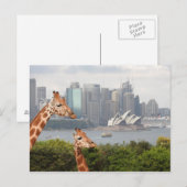 Sydney Giraffe Postcard Postkarte (Vorne/Hinten)