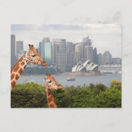 Sydney Giraffe Postcard Postkarte