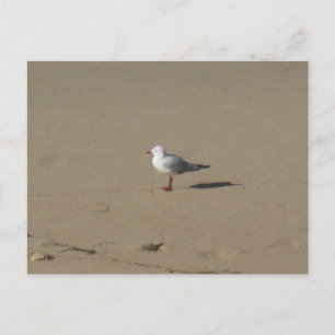 Sydney Möwe Strand Fotografie Postkarte