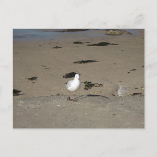 Sydney Möwen Strand Fotografie Postkarte