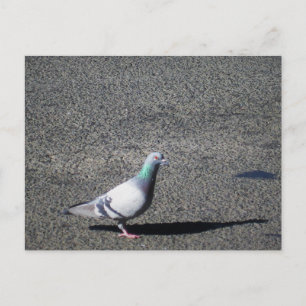 Sydney Pigeon Australische Tierfotografie Postkarte