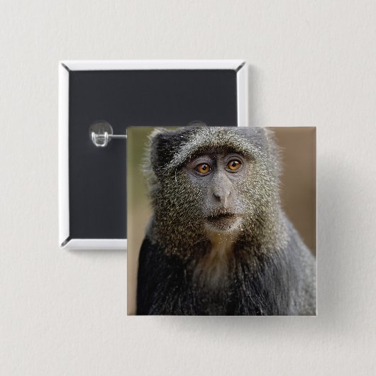 Sykes oder Blaffe, Cercopithecus mitis, Button (Vorne & Hinten)