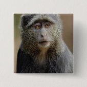 Sykes oder Blaffe, Cercopithecus mitis, Button (Vorderseite)