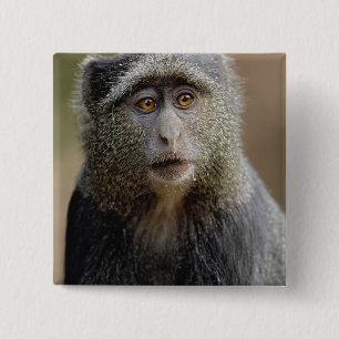 Sykes oder Blaffe, Cercopithecus mitis, Button