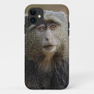 Sykes oder Blaffe, Cercopithecus mitis, Case-Mate iPhone Hülle