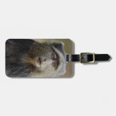 Sykes oder Blaffe, Cercopithecus mitis, Gepäckanhänger (Vorderseite horizontal)