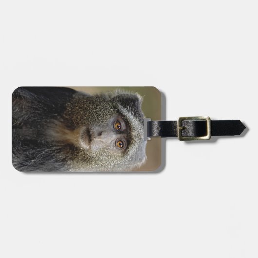 Sykes oder Blaffe, Cercopithecus mitis, Gepäckanhänger (Vorderseite horizontal)