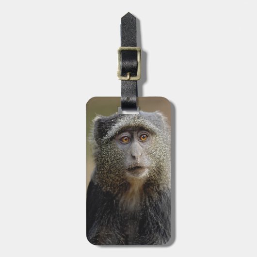 Sykes oder Blaffe, Cercopithecus mitis, Gepäckanhänger (Vorderseite vertikal)