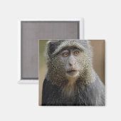 Sykes oder Blaffe, Cercopithecus mitis, Magnet (Vorderseite/Rückseite)