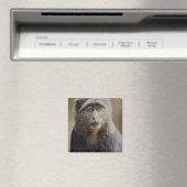 Sykes oder Blaffe, Cercopithecus mitis, Magnet (In Situ (Geschirrspüler))