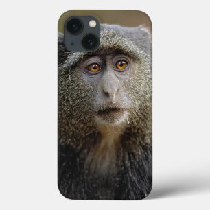 Sykes oder Blaffenaffe, Cercopithecus mitis, Case-Mate iPhone Hülle