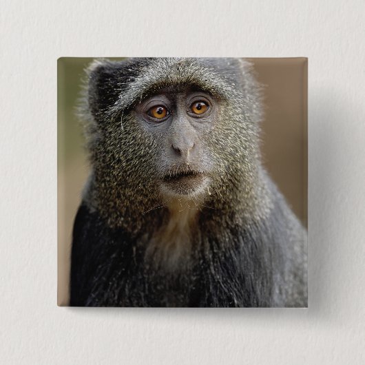 Sykes oder Blauer Affe, Cercopithecus mitis, Button (Vorderseite)