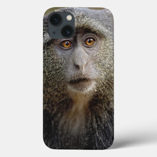 Sykes oder Blauer Affe, Cercopithecus mitis, Case-Mate iPhone Hülle (Rückseite)