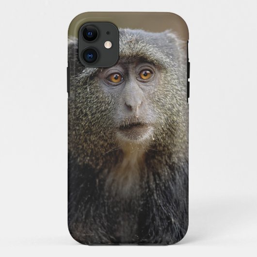 Sykes oder Blauer Affe, Cercopithecus mitis, Case-Mate iPhone Hülle (Rückseite)