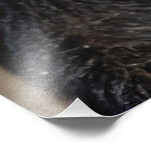 Sykes oder Blauer Affe, Cercopithecus mitis, Fotodruck (Ecke)