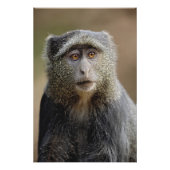 Sykes oder Blauer Affe, Cercopithecus mitis, Fotodruck (Vorne)