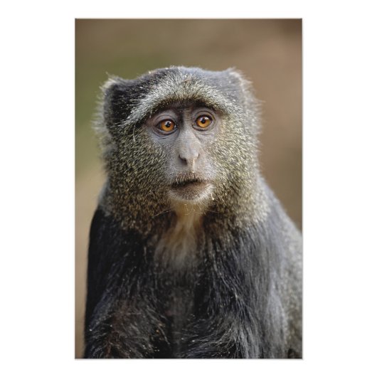 Sykes oder Blauer Affe, Cercopithecus mitis, Fotodruck (Vorne)