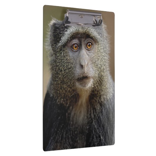 Sykes oder Blauer Affe, Cercopithecus mitis, Klemmbrett (Rechts)