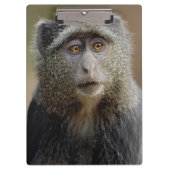 Sykes oder Blauer Affe, Cercopithecus mitis, Klemmbrett (Vorderseite)