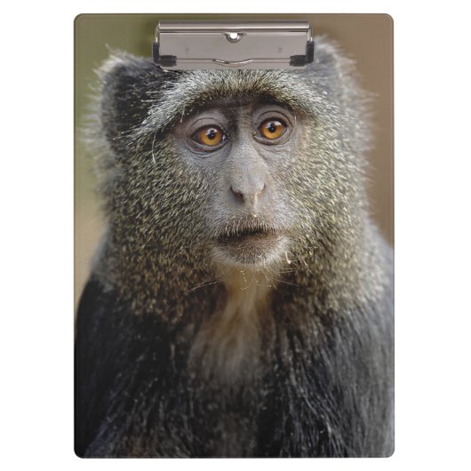Sykes oder Blauer Affe, Cercopithecus mitis, Klemmbrett (Vorderseite)