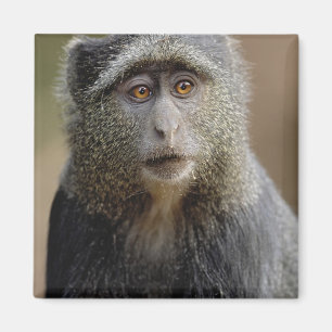 Sykes oder Blauer Affe, Cercopithecus mitis, Magnet