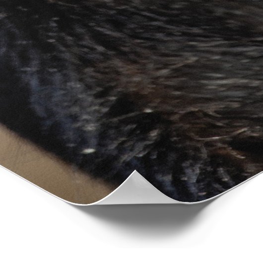 Sykes oder Blauer Affe, Cercopithecus mitis, Poster (Ecke)