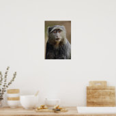 Sykes oder Blauer Affe, Cercopithecus mitis, Poster (Küche)