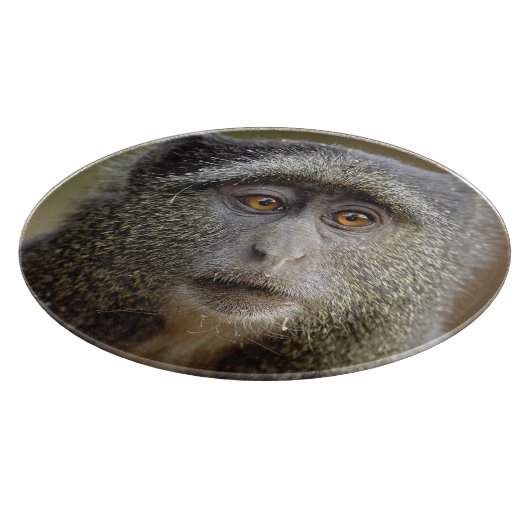 Sykes oder Blauer Affe, Cercopithecus mitis, Schneidebrett (Ecke)
