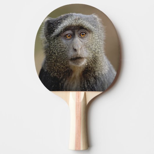 Sykes oder Blauer Affe, Cercopithecus mitis, Tischtennis Schläger (Vorderseite)
