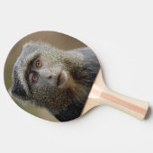 Sykes oder Blauer Affe, Cercopithecus mitis, Tischtennis Schläger (Seitenansicht)