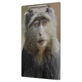 Sykes oder Diademmeerkatze, Cercopithecus mitis, Klemmbrett (Links)