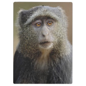 Sykes oder Diademmeerkatze, Cercopithecus mitis, Klemmbrett (Rückseite)