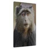 Sykes oder Diademmeerkatze, Cercopithecus mitis, Klemmbrett (Rechts)