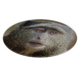 Sykes oder Diademmeerkatze, Cercopithecus mitis, Schneidebrett