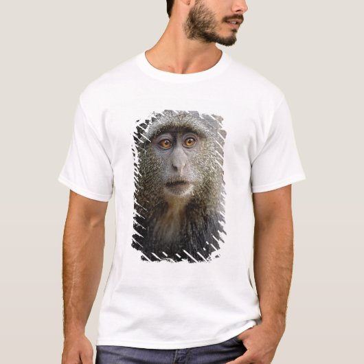Sykes oder Diademmeerkatze, Cercopithecus mitis, T-Shirt (Vorderseite)