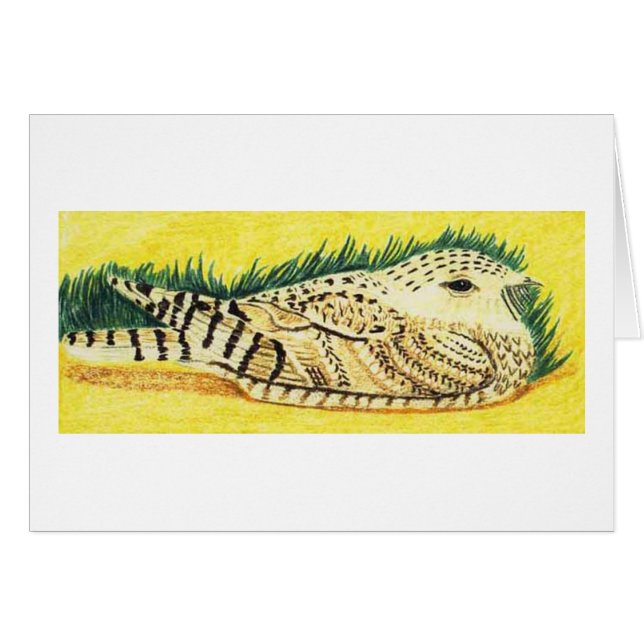Sykess Nightjar (Vorderseite (Horizontal))